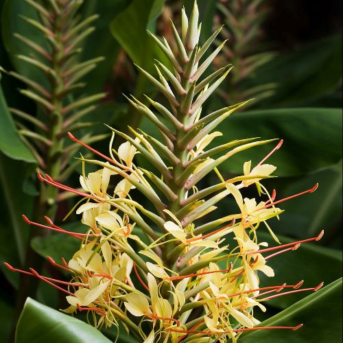 Hedychium Essential Oil 4